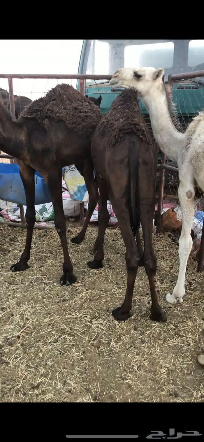 للبيع حشو قصب 1