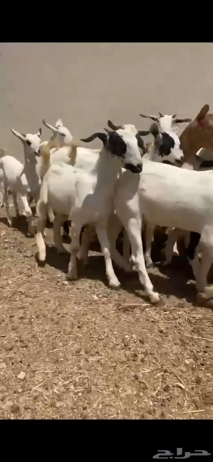 تيوس منادي فل الفللل 4