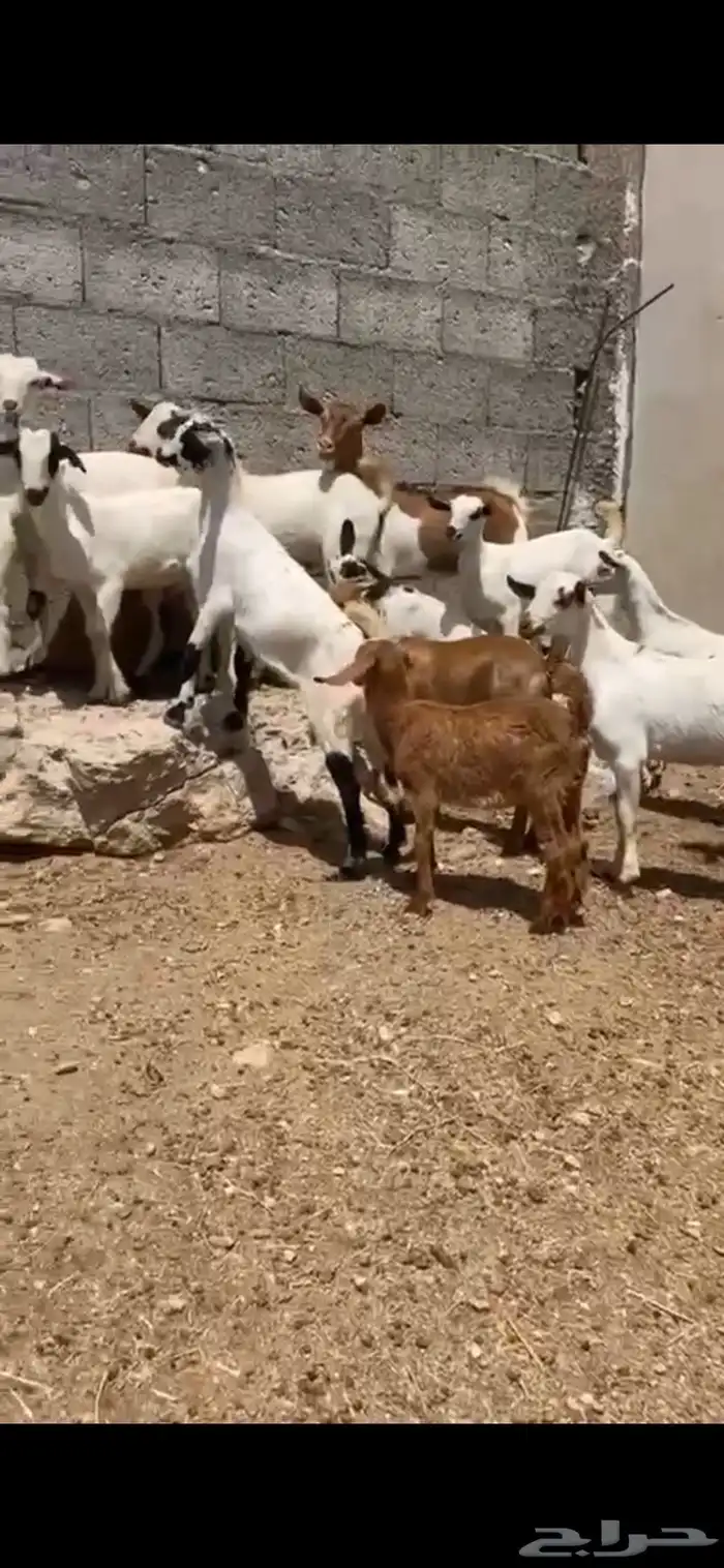 تيوس منادي فل الفللل 1