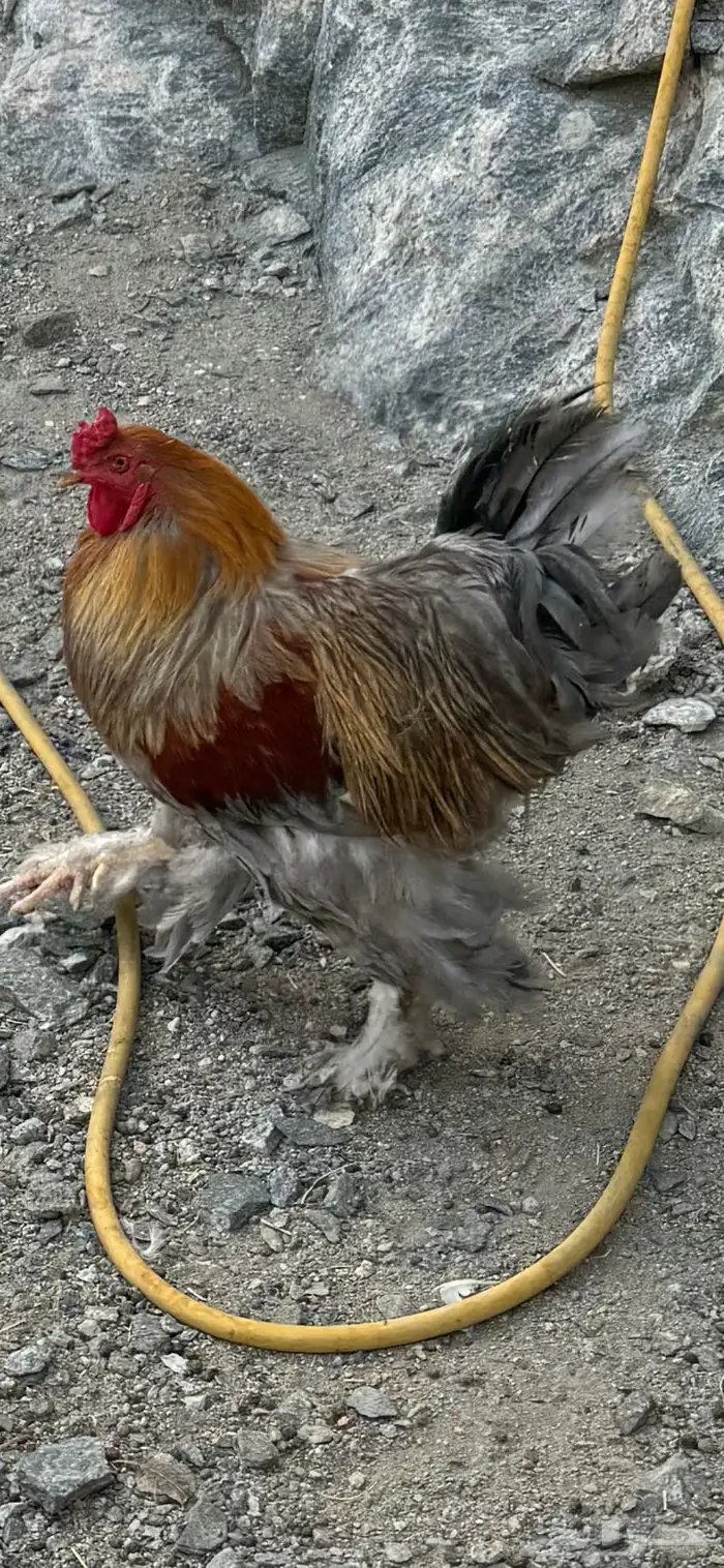 ديوك براهما 0