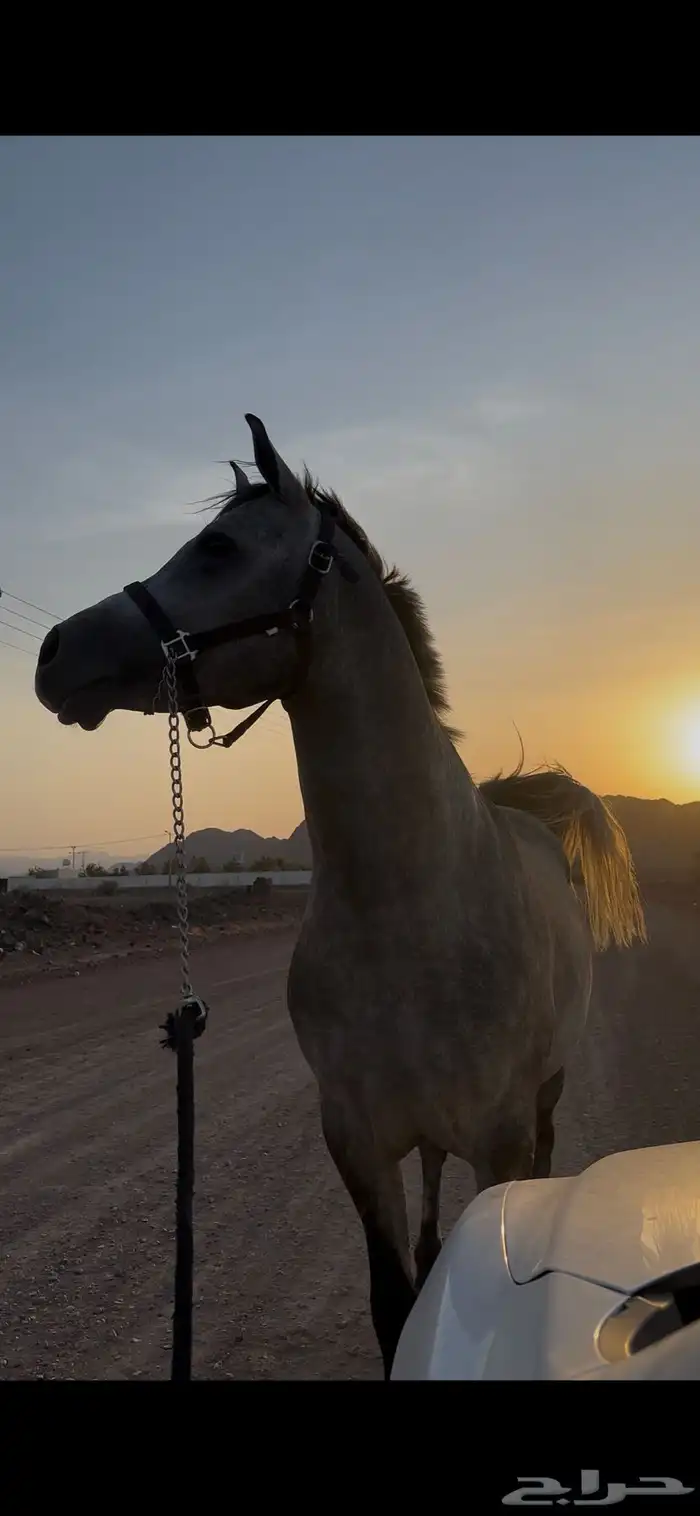 حصان شعبي 0