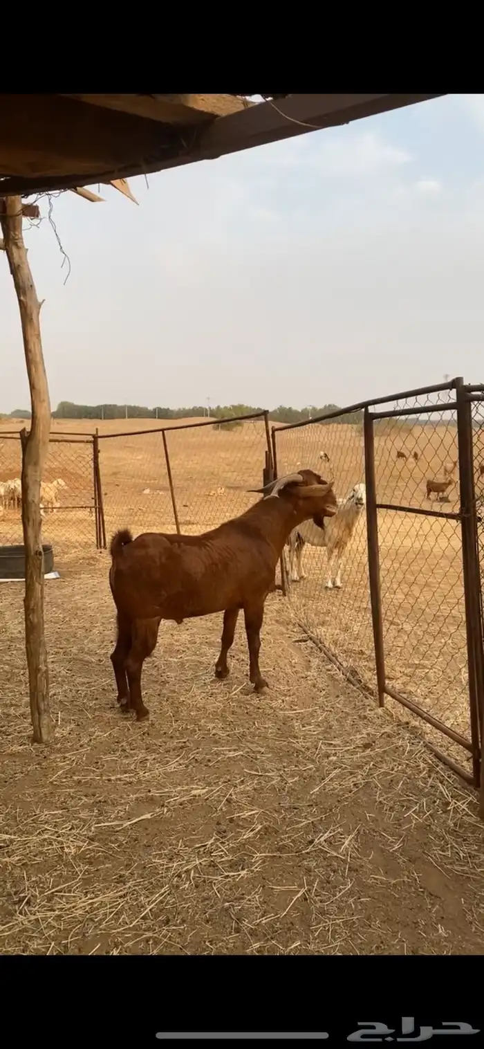 فحل ادهم جرم وسع وعظم وجه 4