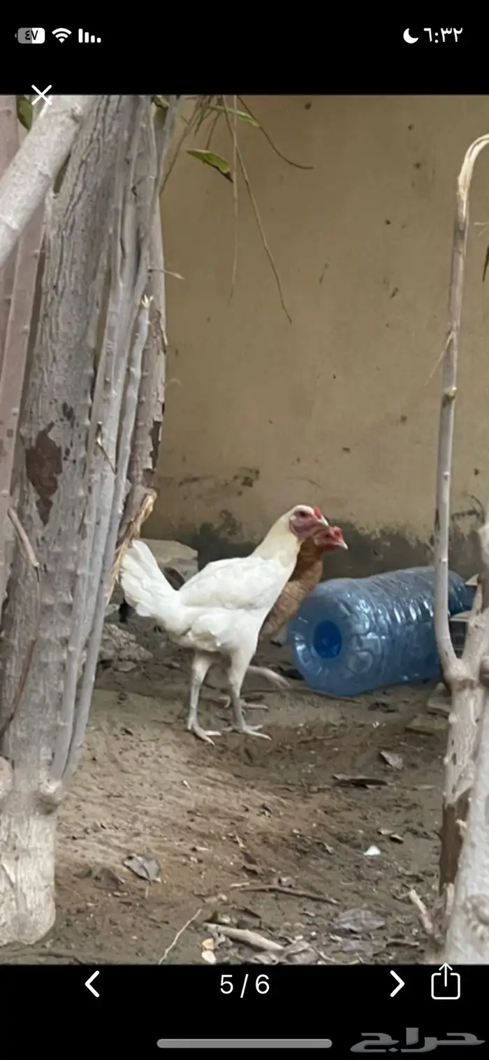 دجاج باكستاني 1