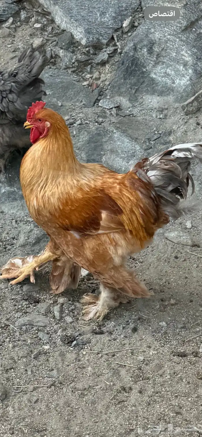 ديوك براهما 1