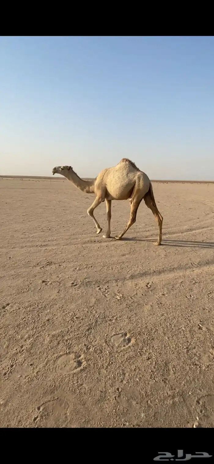 للبيع الشقحا 0