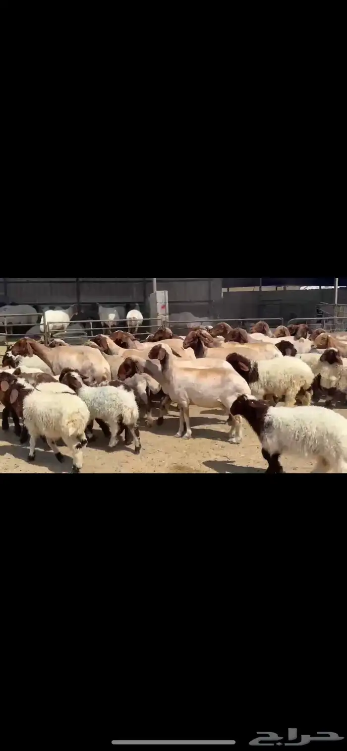 غنم نعيم مطافيل 0