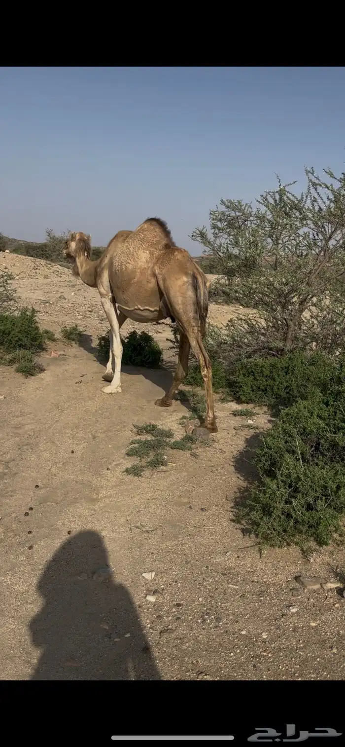 ناقه ماخض حمراء 0