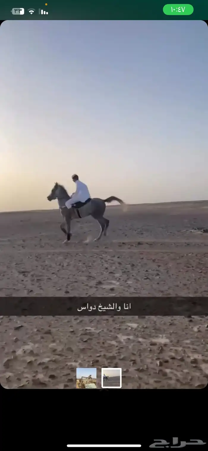 حصان شعبي كفو 1