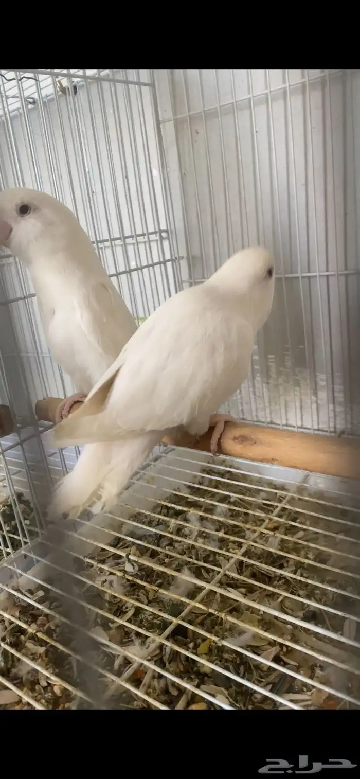 جوز روز البينو منتج 2