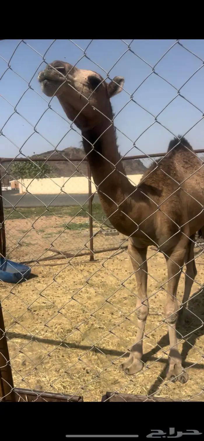 بكره حقه مقنوي اركه اقبل قطوع 1