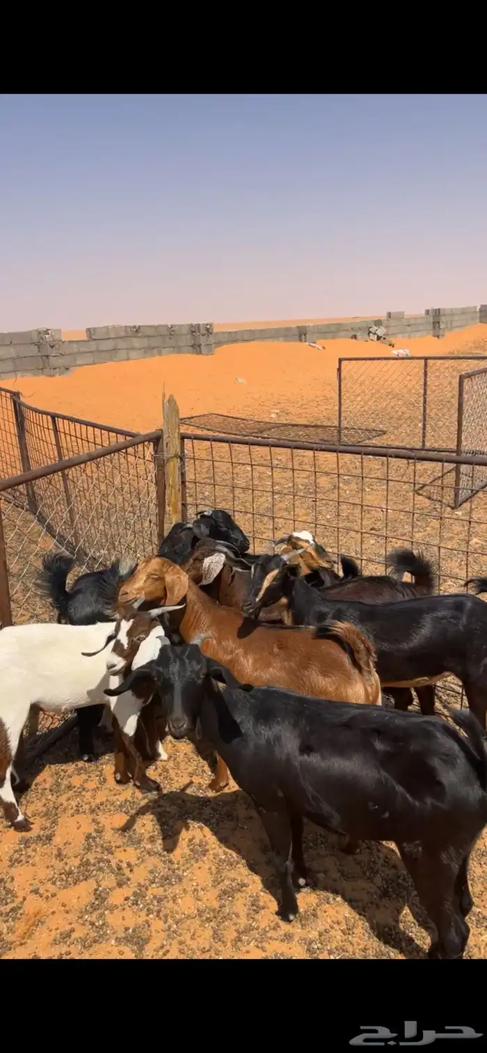 عنقان للبيع 6