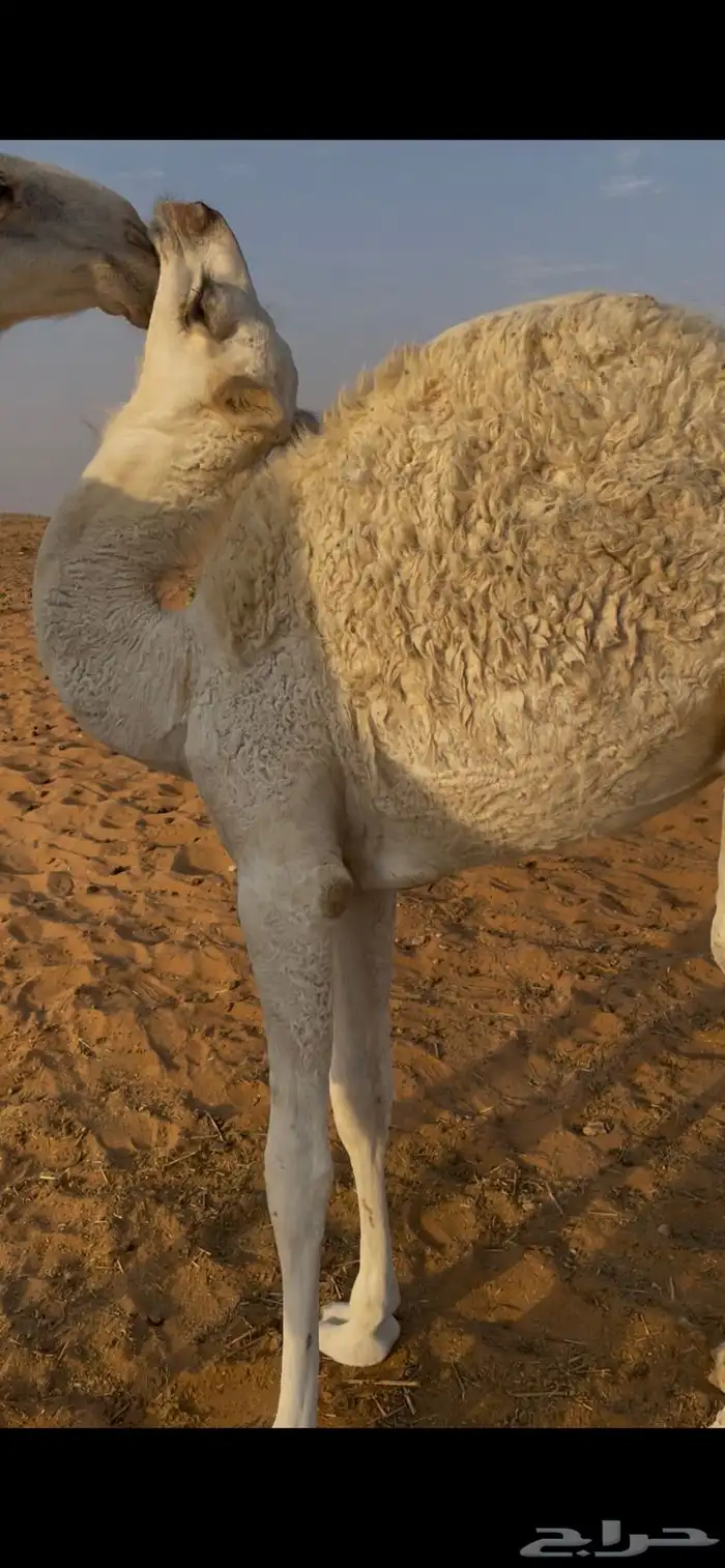 ناقتين للبيع مع القعدان 2