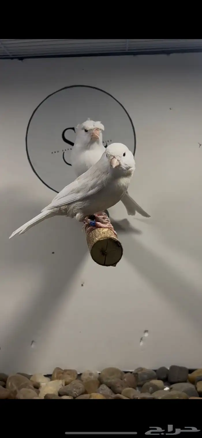 جوز كناري جاسب كريمي(( تم البيع )) 0