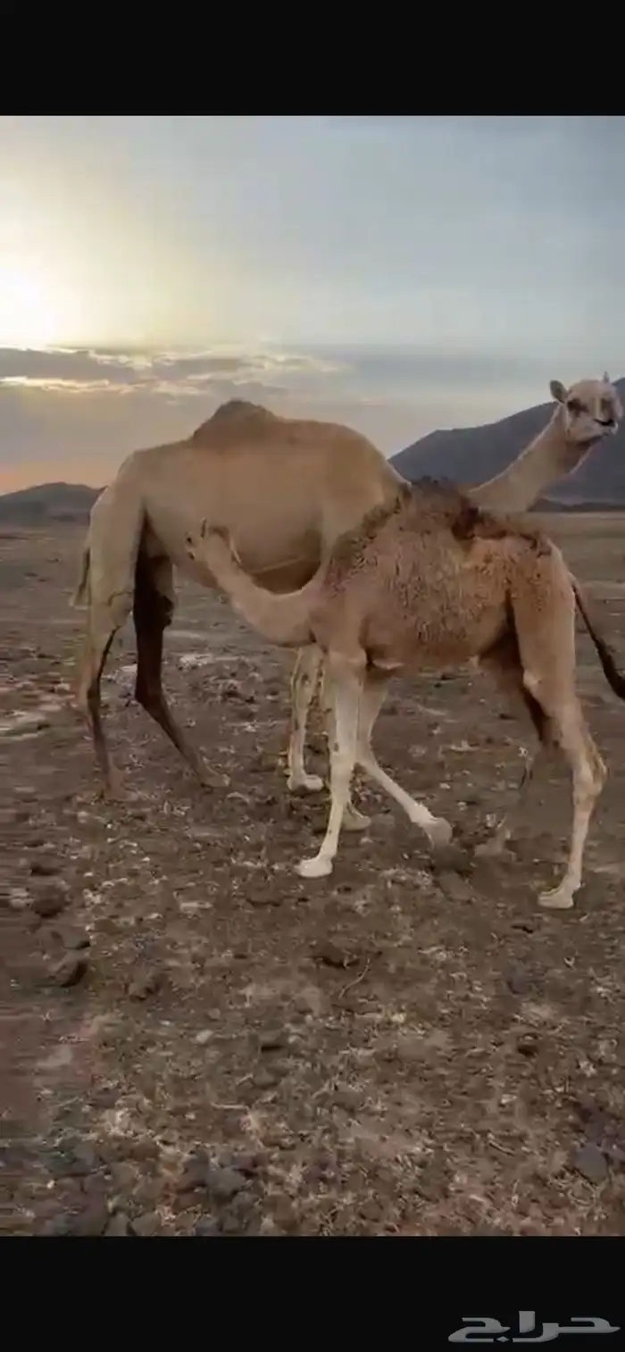 ناقه 0