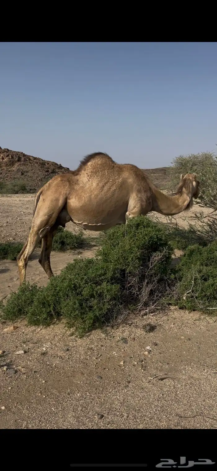 ناقه ماخض حمراء 2