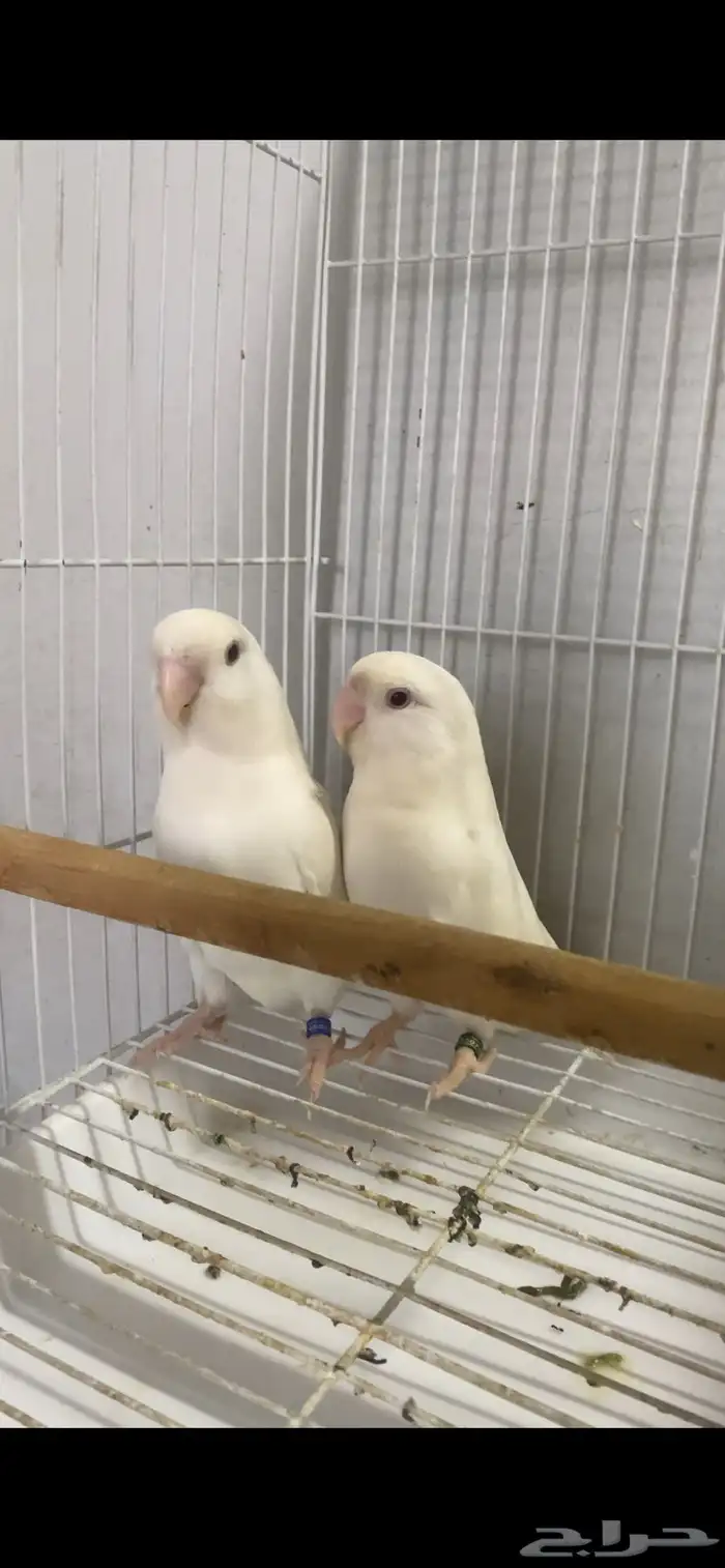 جوز روز البينو منتج 0