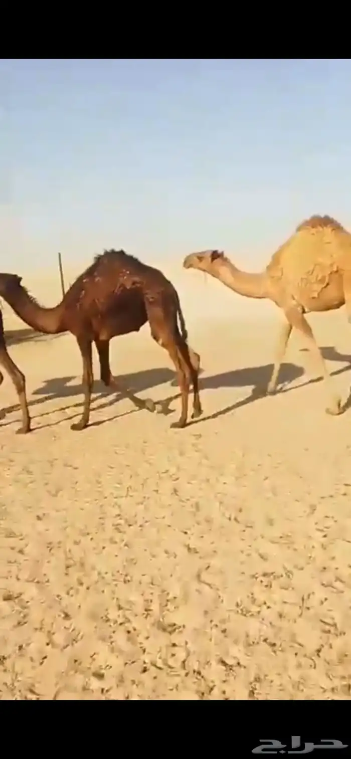 قعدان بريه فل شحم للبيع 0