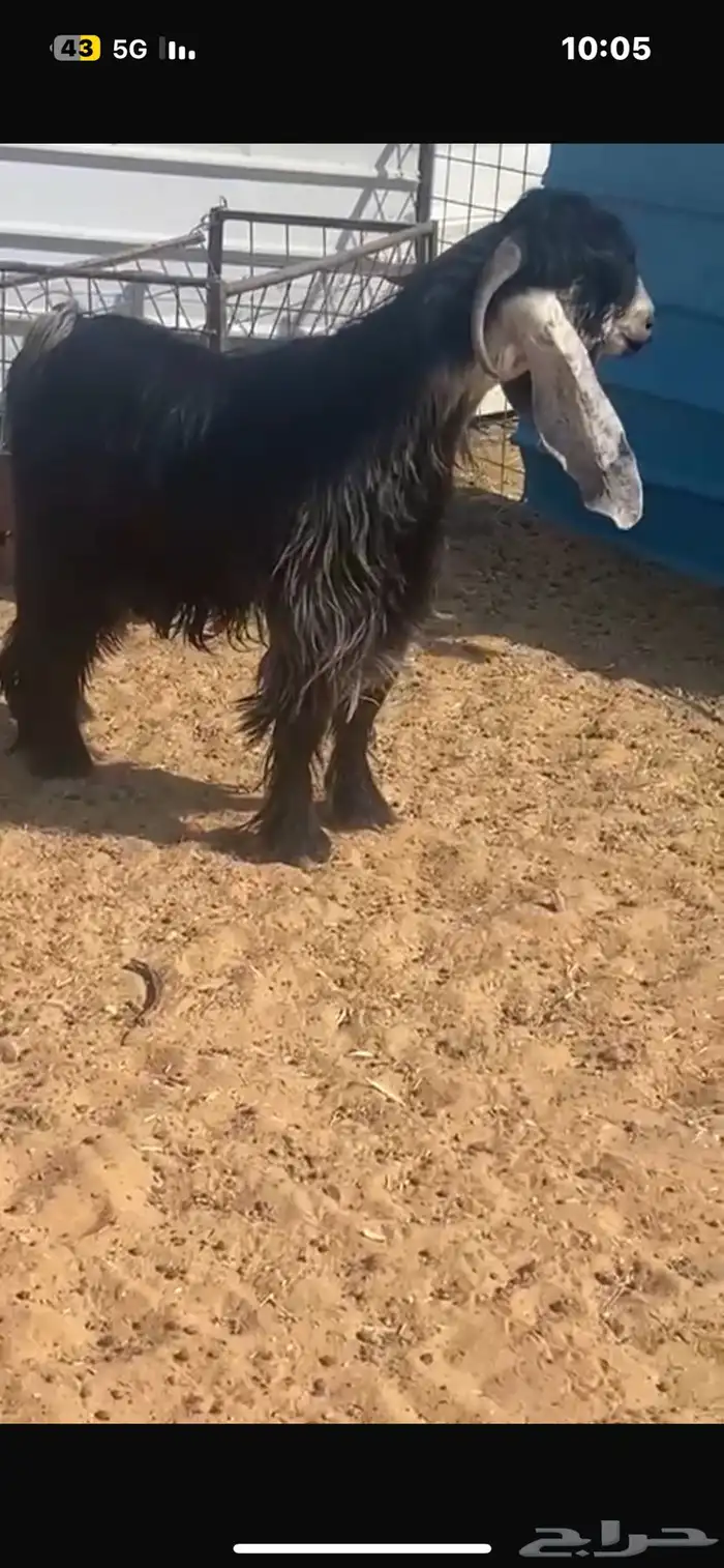 تيس فحل عارضي جذع 1
