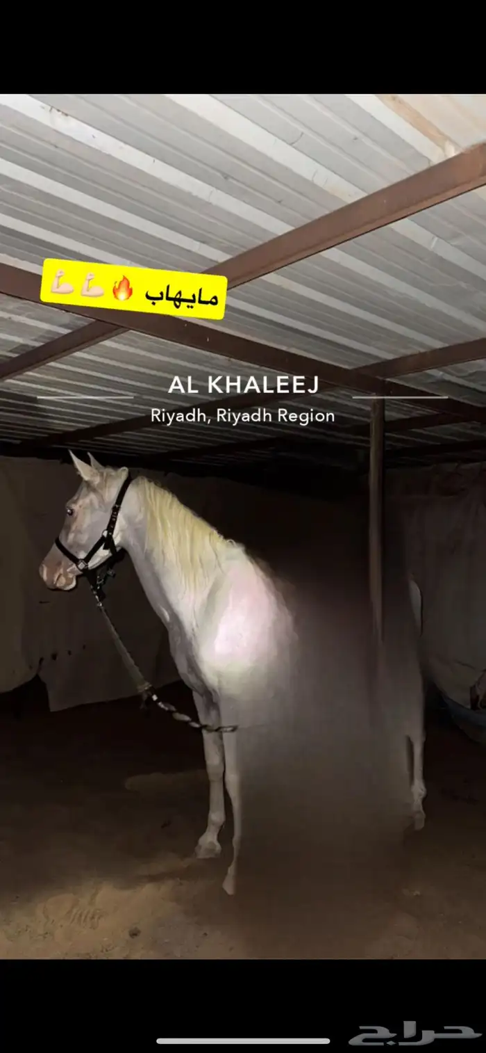 حصان مصري بيور مميز 1