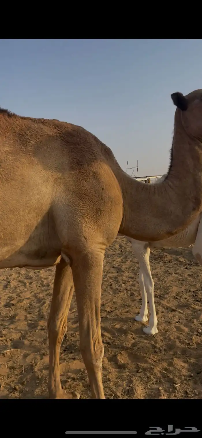 ناقتين للبيع مع القعدان 5