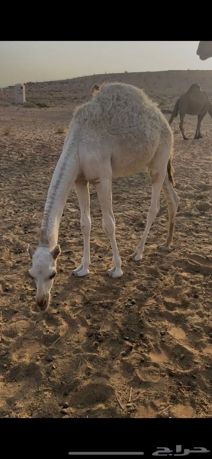 ناقتين للبيع مع القعدان 4