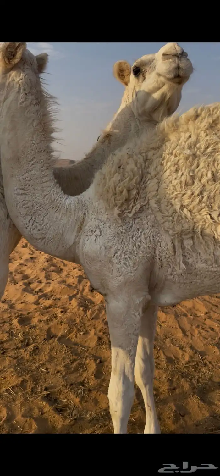 ناقتين للبيع مع القعدان 1