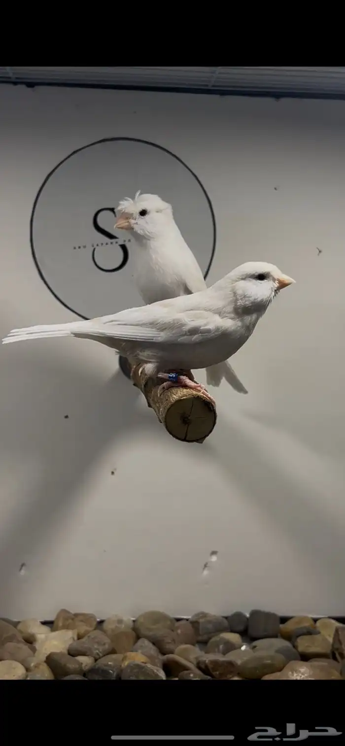 جوز كناري جاسب كريمي(( تم البيع )) 1