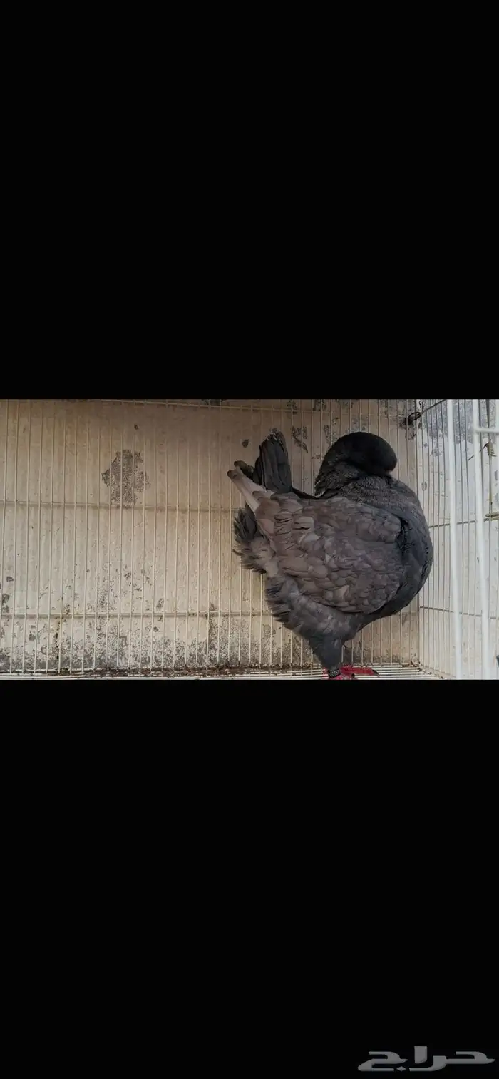 انثى مودينا لافندر 0