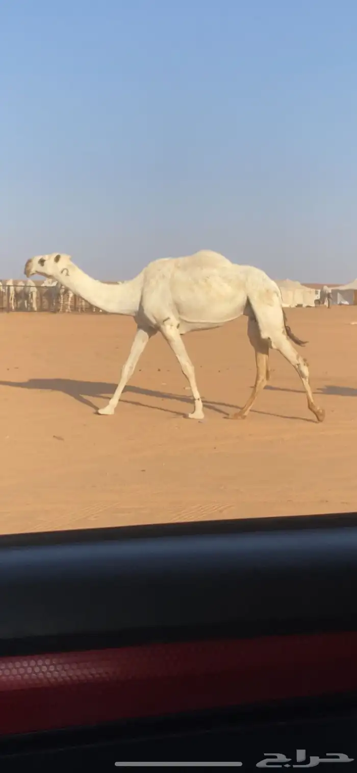 عشرا كفو بكر 0