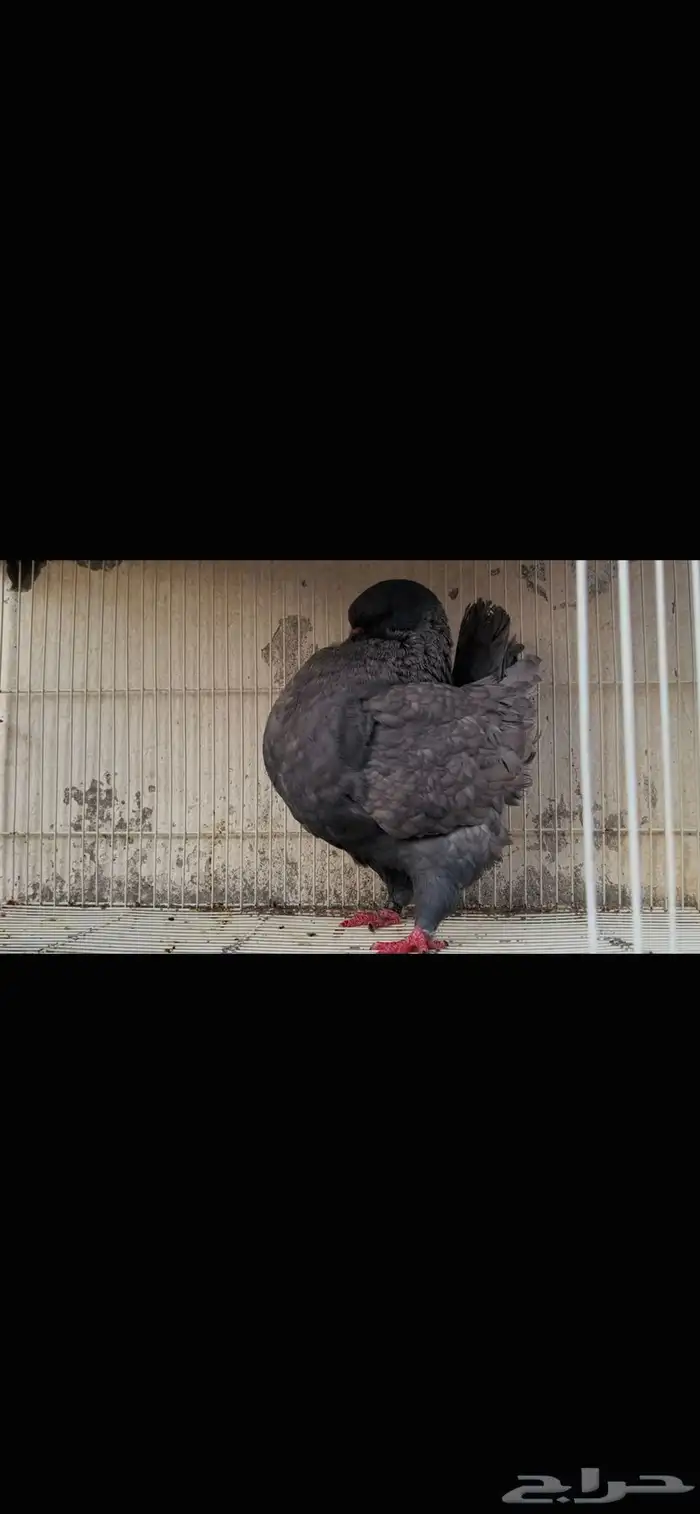 انثى مودينا لافندر 2