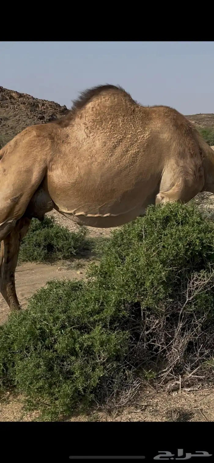 ناقه ماخض حمراء 3