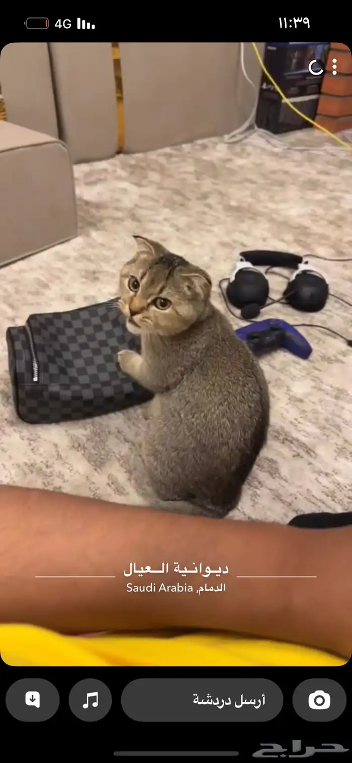 قطط للتبني 2