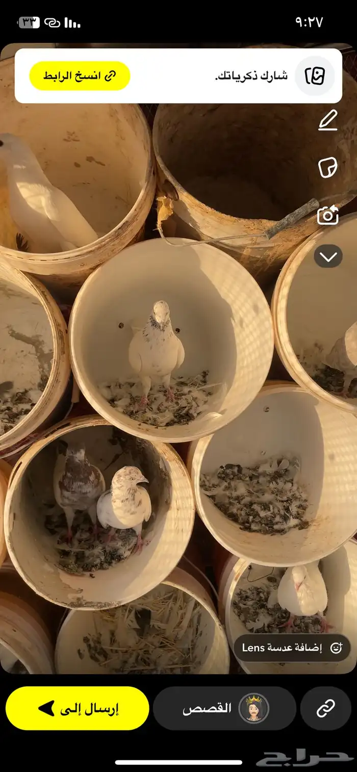 حمام كفو وشرط من المرض المواقع المضه فرنسي وباكستاني وبلدي 10