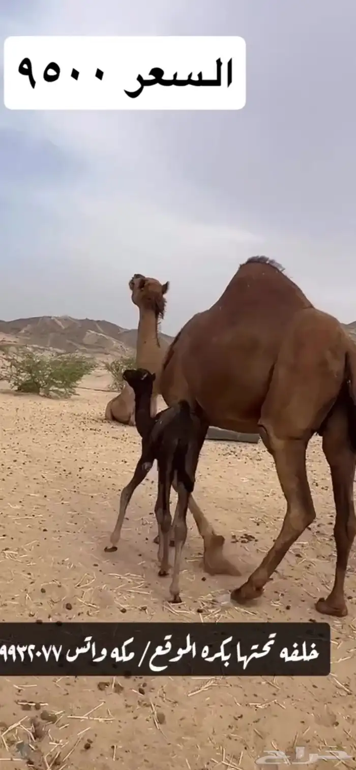 خلفه مصغر(( تم البيع )) 3