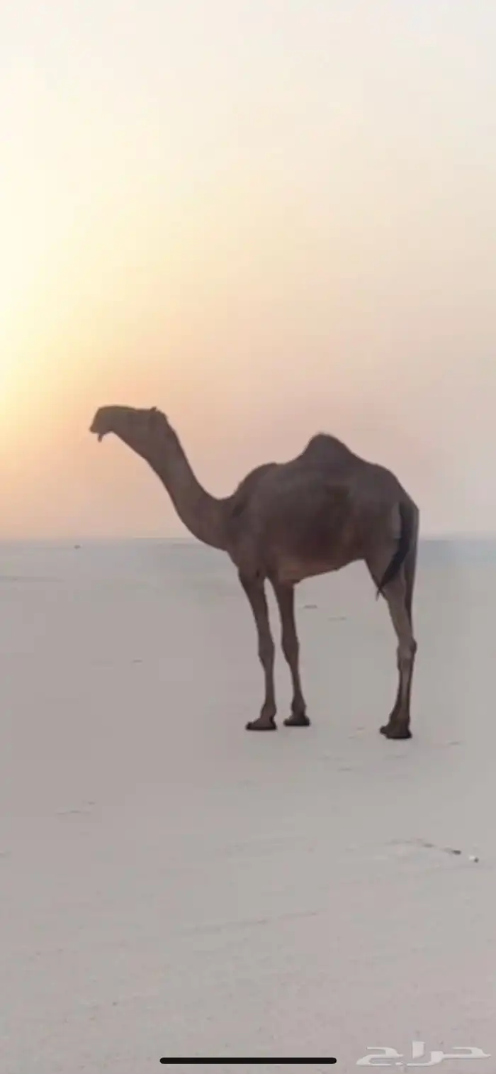 قعود حق جده فزاع الهرش 0