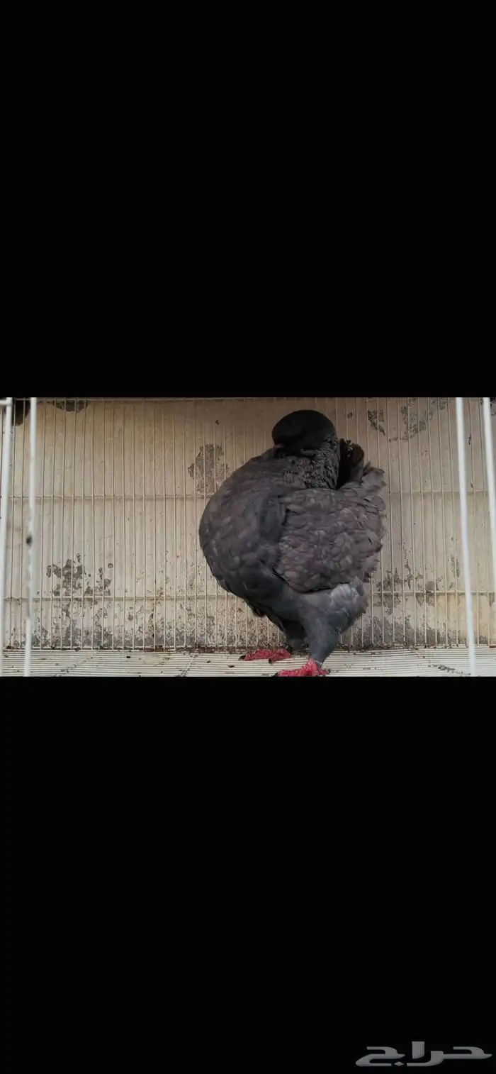 انثى مودينا لافندر 1