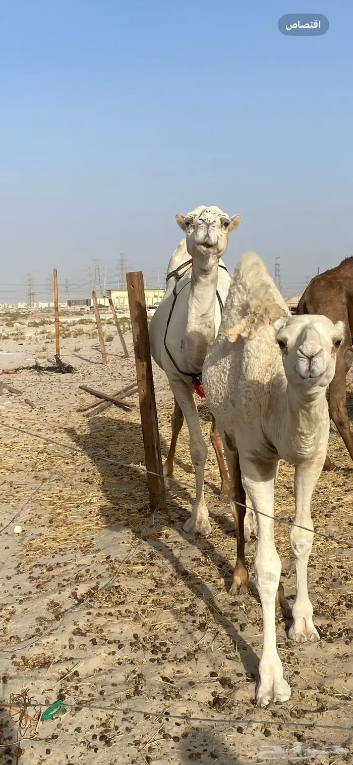 ناقه نصوف تكنف يمين ويسار هديه تحتها بكره عمرها 7 اشهر 2