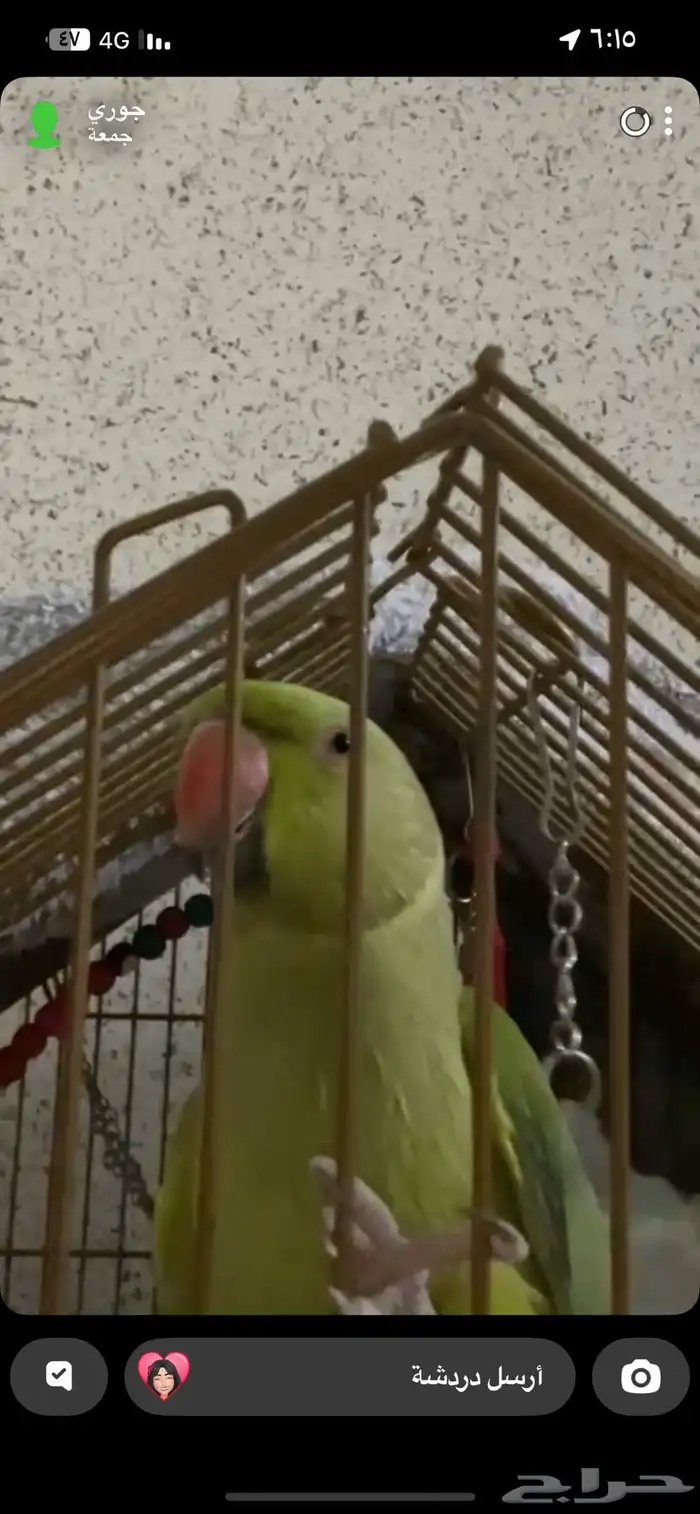 ببغاء دره هندي 0