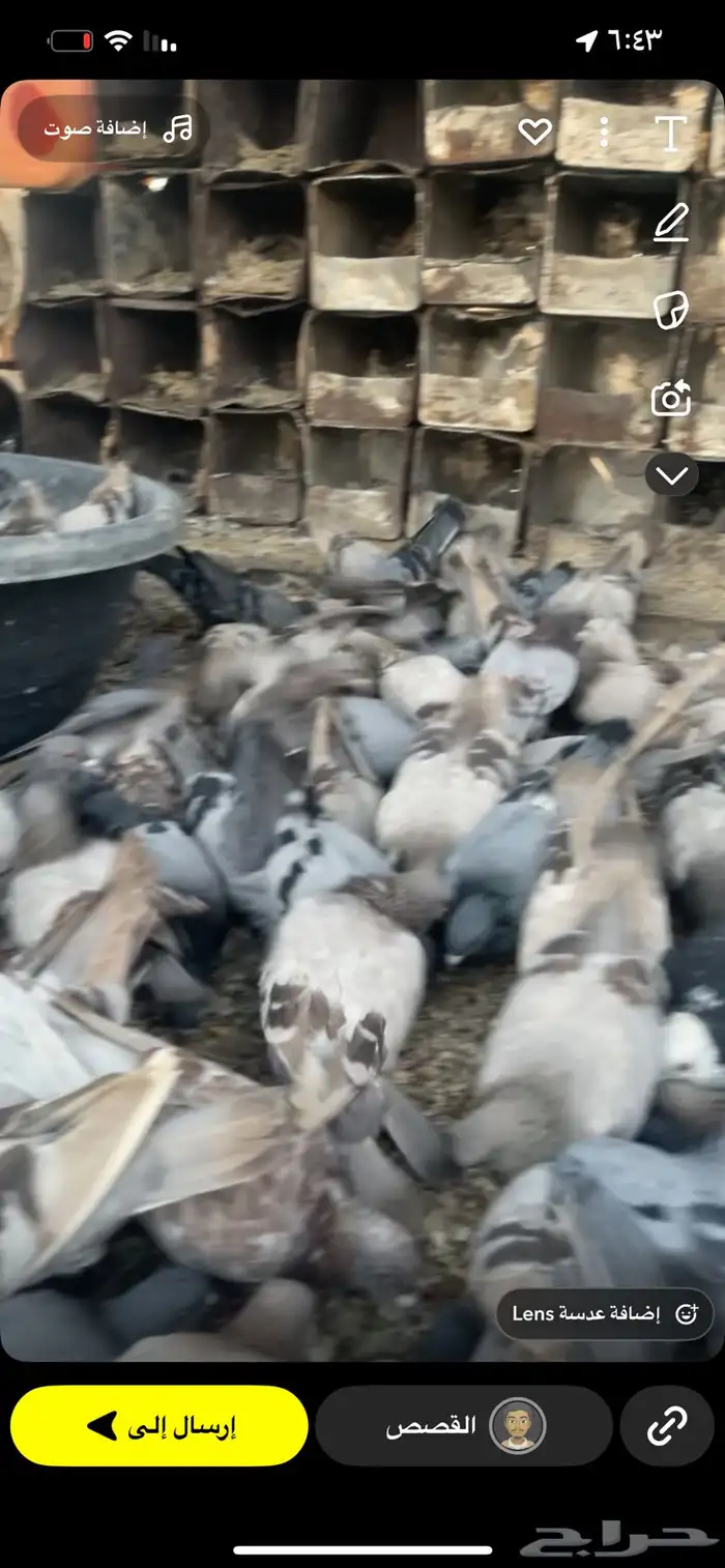 حمام للبيع والبيع 0
