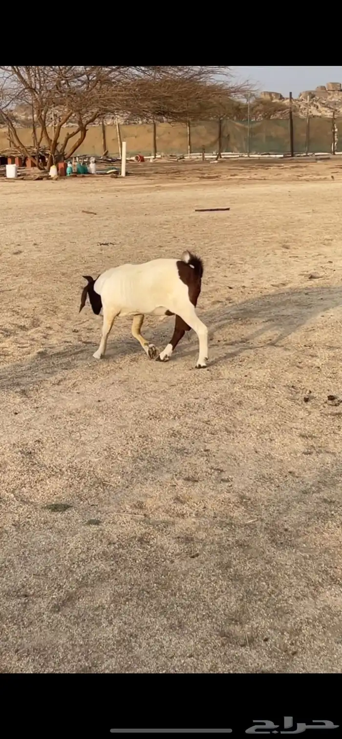 مشروع فحل هجين بورقت 1