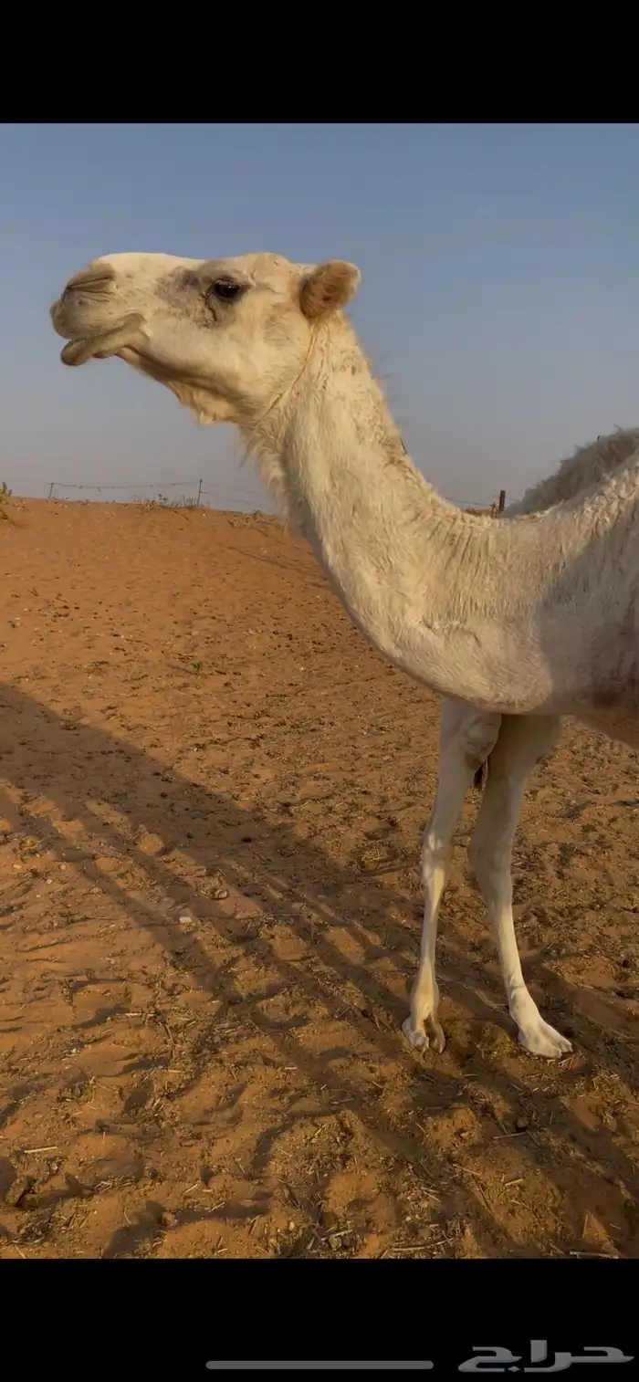 ناقتين للبيع مع القعدان 0