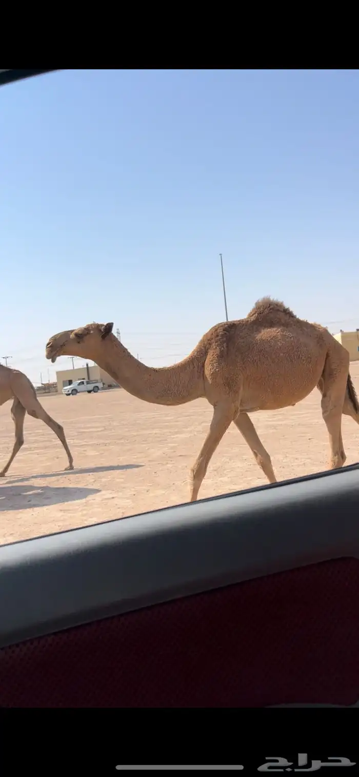 بكار شعل العدد 5 1