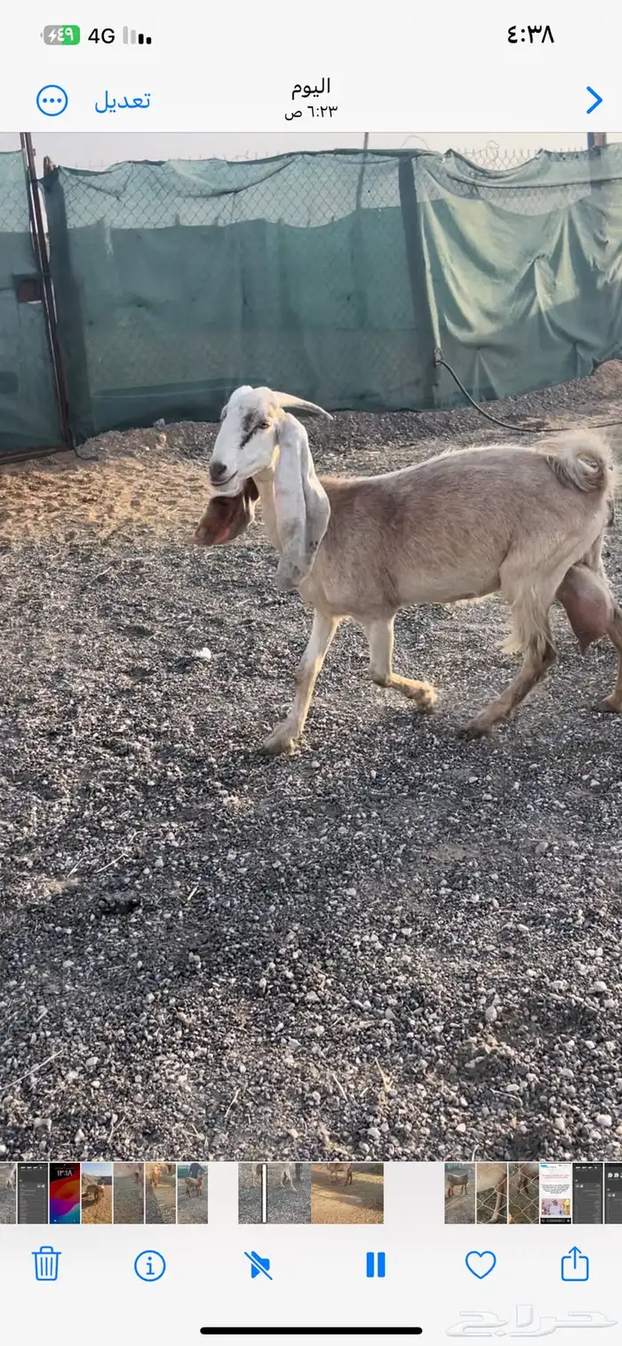 ثنيه ورباع حليب وافر ومقنوي الموقع السلميه 6