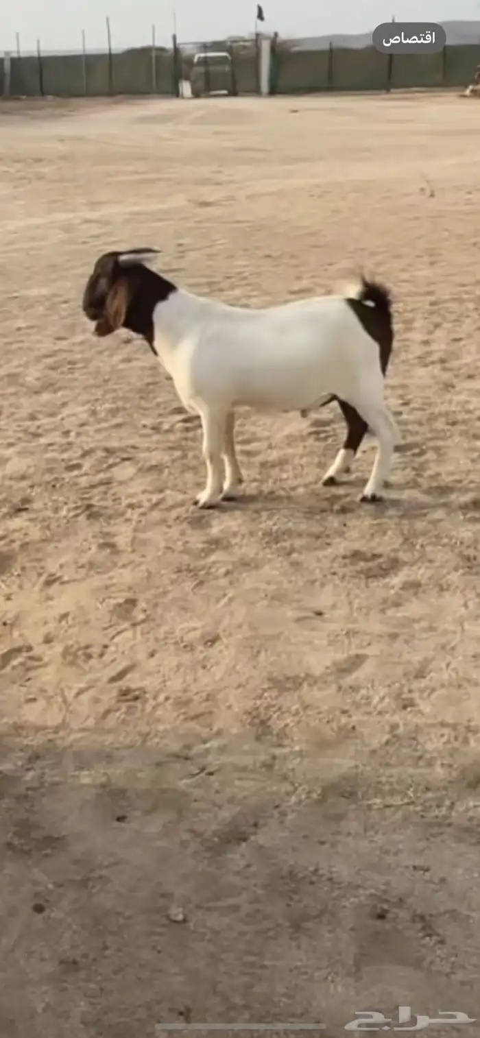 مشروع فحل هجين بورقت 0