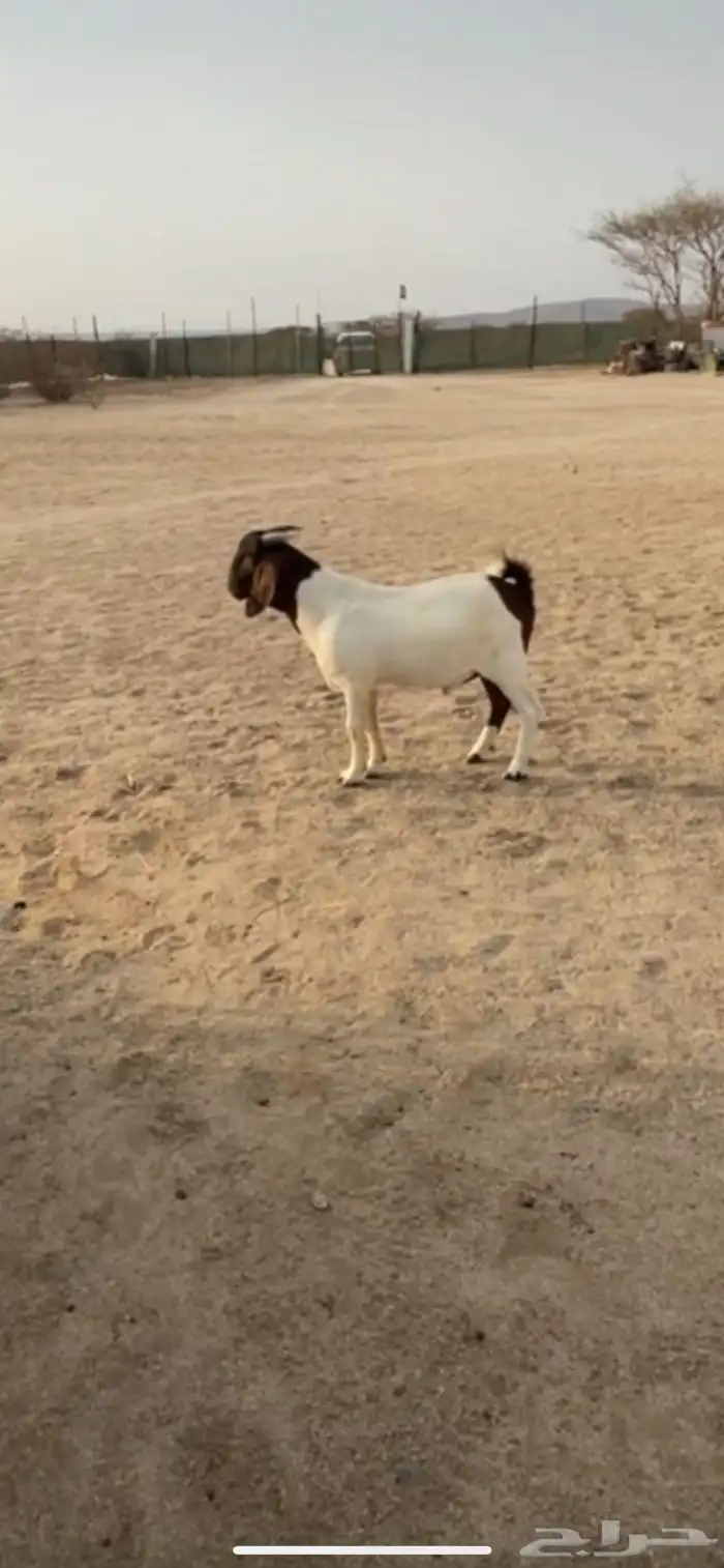 مشروع فحل هجين بورقت 2