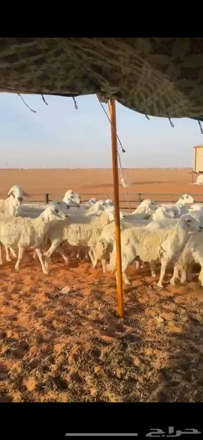 للبيع غنم حرش حريات طيبات 0