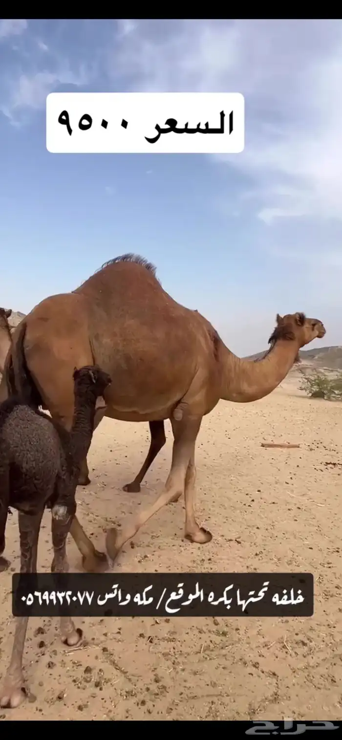 خلفه مصغر(( تم البيع )) 2