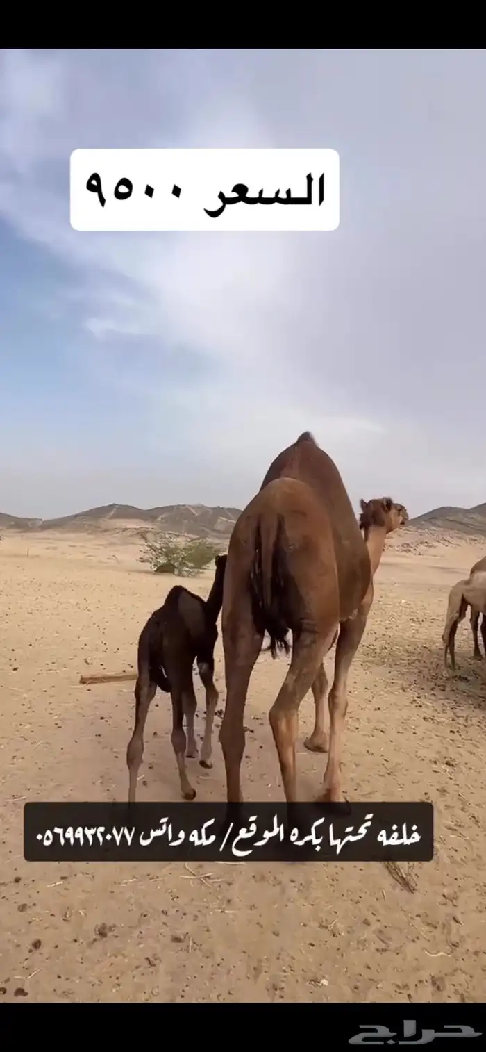 خلفه مصغر(( تم البيع )) 10