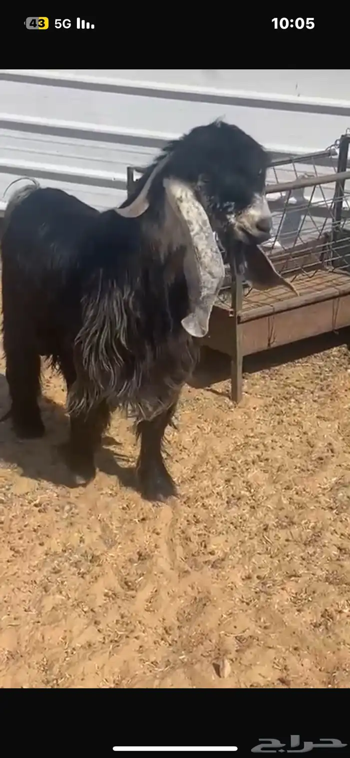 تيس فحل عارضي جذع 2