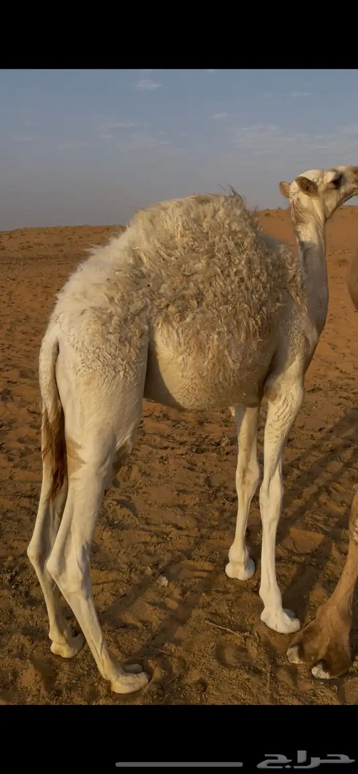 ناقتين للبيع مع القعدان 6